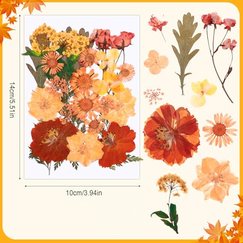 100 Pcs Real Natural Dried Pressed Flowers – Orange Botanical Decor