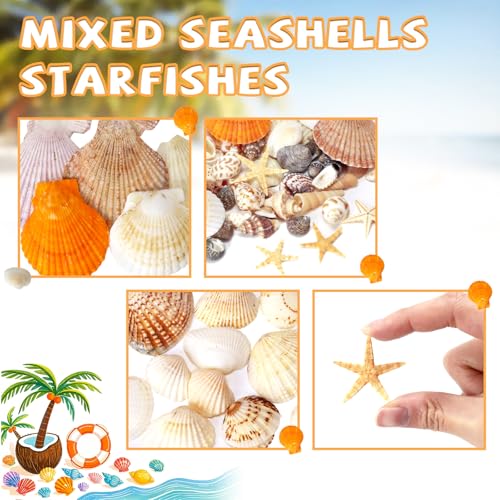 Mixed Sea Shells for Crafts, 7oz Beach Seashells & Starfish Decor