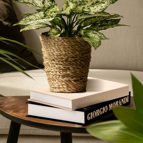 Dark Blue & Beige Decorative Faux Book Set - 2 Piece Storage