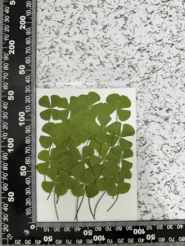 24 Mini Real Pressed Four Leaf Clover Flowers for Crafting