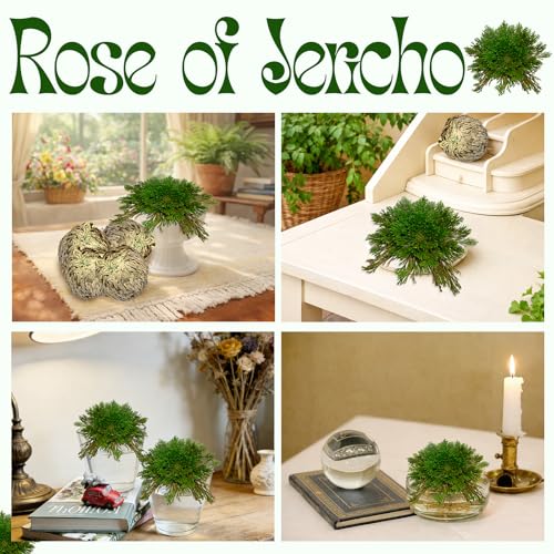 11-Pack Rose of Jericho Resurrection Plants - 1-2 Inch Dried Ferns for Home Decor
