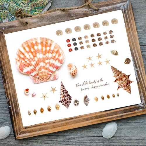 1200 Mini Seashells Set with Starfish for Crafting & Decor
