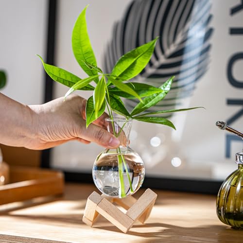 Hydroponic Propagation Station with Wooden Stand - Glass Bulb Vases
