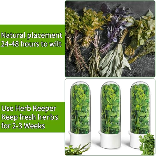 Herb Saver for Refrigerator - Fresh Herb Keeper Container for Cilantro, Parsley, Mint, Asparagus