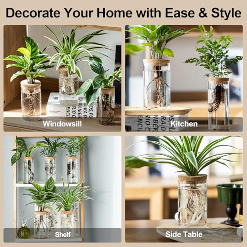 Set of 2 Glass Propagation Vases for Plants - Large & Small