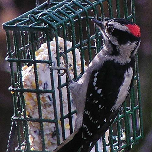 C&S Sunflower Wild Bird Suet Treat - Year-Round Feeding