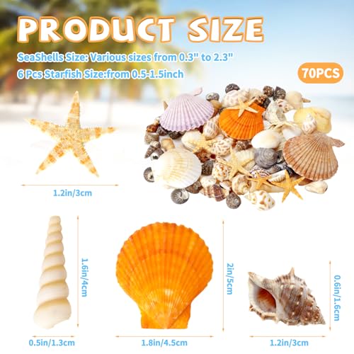 Mixed Sea Shells for Crafts, 7oz Beach Seashells & Starfish Decor