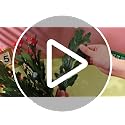Artificial Christmas Cactus Plants - 4 Pink Silk Faux Flowers, 16 Leaves Variation