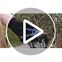 VIVOSUN 6.5 Inch Pruning Shears - Ergonomic Garden Scissors, 12-Pack with Curved Stainless Steel Blades for Precision Trimming
