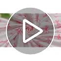 Lounsweer Pink Bow Baby Blanket, Soft Fleece 3D Polka Dot Throw, 30x40 Inch