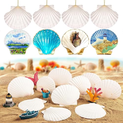 30 Natural Scallop Shells 2.3-3'' for DIY Crafts & Home Décor