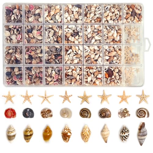 1200 Mini Seashells Set with Starfish for Crafting & Decor