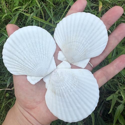 30 PCS Natural White Seashells 2-3 Inches for DIY Crafts & Decor