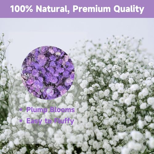 Dried Baby's Breath Bouquet - Pure Purple Gypsophila Flowers