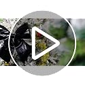 12 Inch Christmas Metallic Foil Fabric Bows for Wreath Garland & Tree - Black
