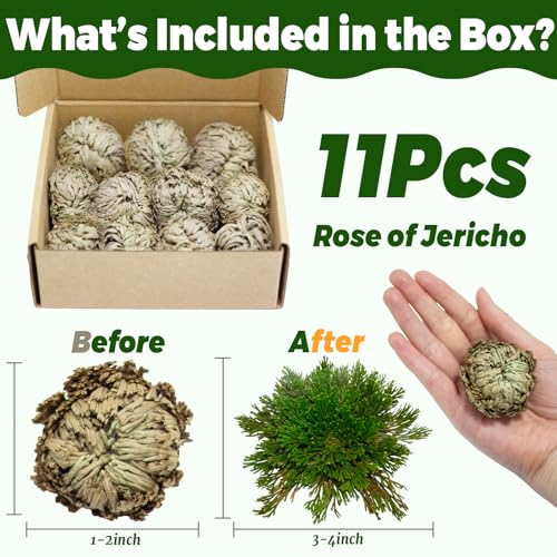 11-Pack Rose of Jericho Resurrection Plants - 1-2 Inch Dried Ferns for Home Decor