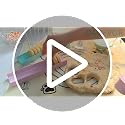 Cake Pop Mold Set with 9-Inch Tray & Sticks - Durable ABS
