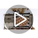 GEEORY 18x18 Fall Pumpkin Striped Pillow Covers - Set of 4