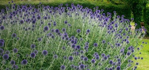Echinops Ritro Blue Globe Thistle Seeds - 25+ Premium Southern Globethistle Flowers for Garden Planting