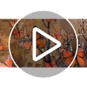 60Pcs 3D Monarch Butterfly Wall Decals - Magnetic Orange Butterfly Decor