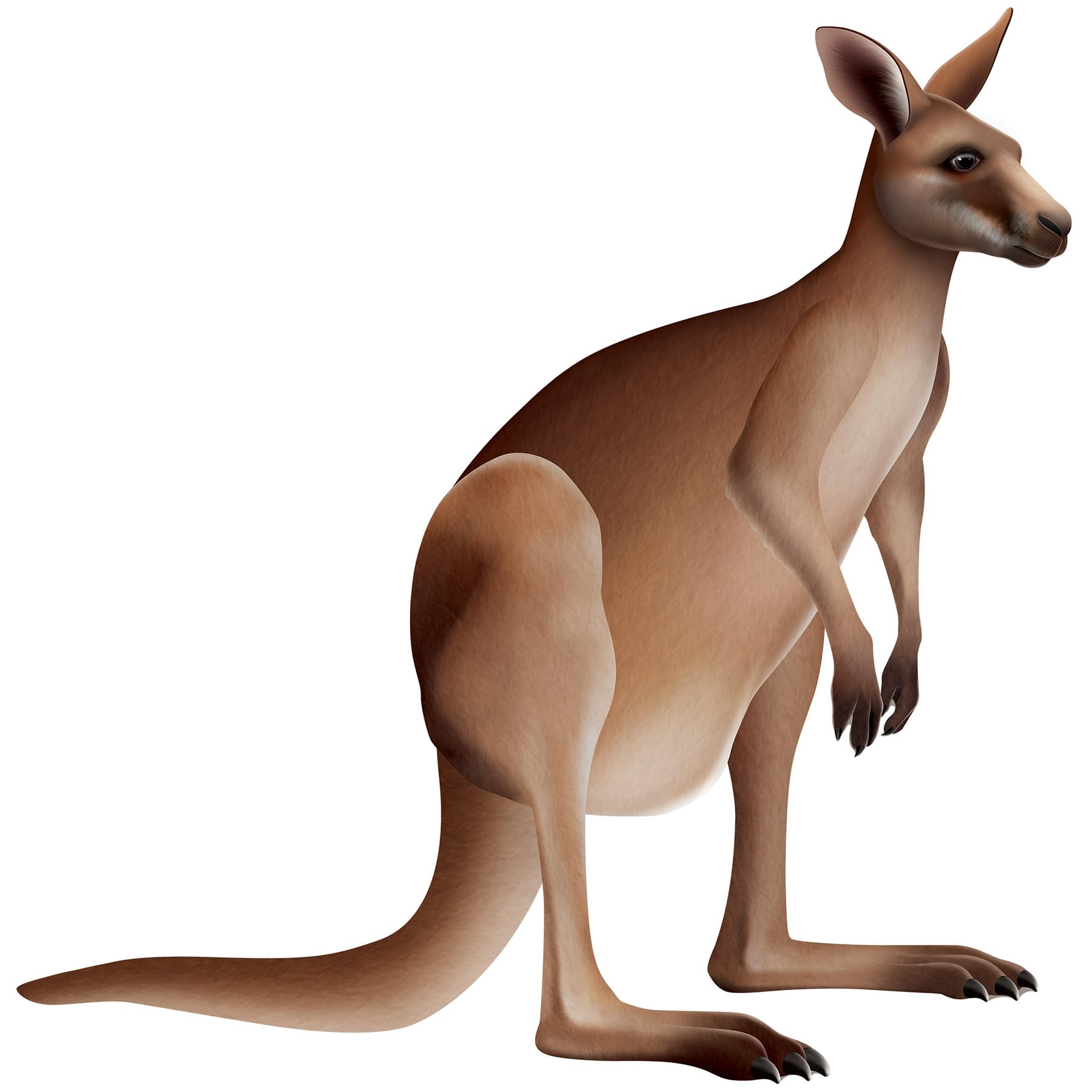 Beistle Jointed Kangaroo Decoration, Australian Outback Party Supplies, Classroom Wall Décor, Vacation Bible School Props, Birthday Party Accent, 31.5" x 30.75"