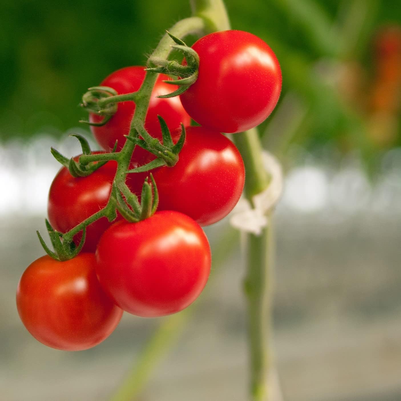 Piteno® Tomato Clips - 300 Pcs Plastic Trellis Clips for Garden Support | Ideal for Healthy Plant Growth