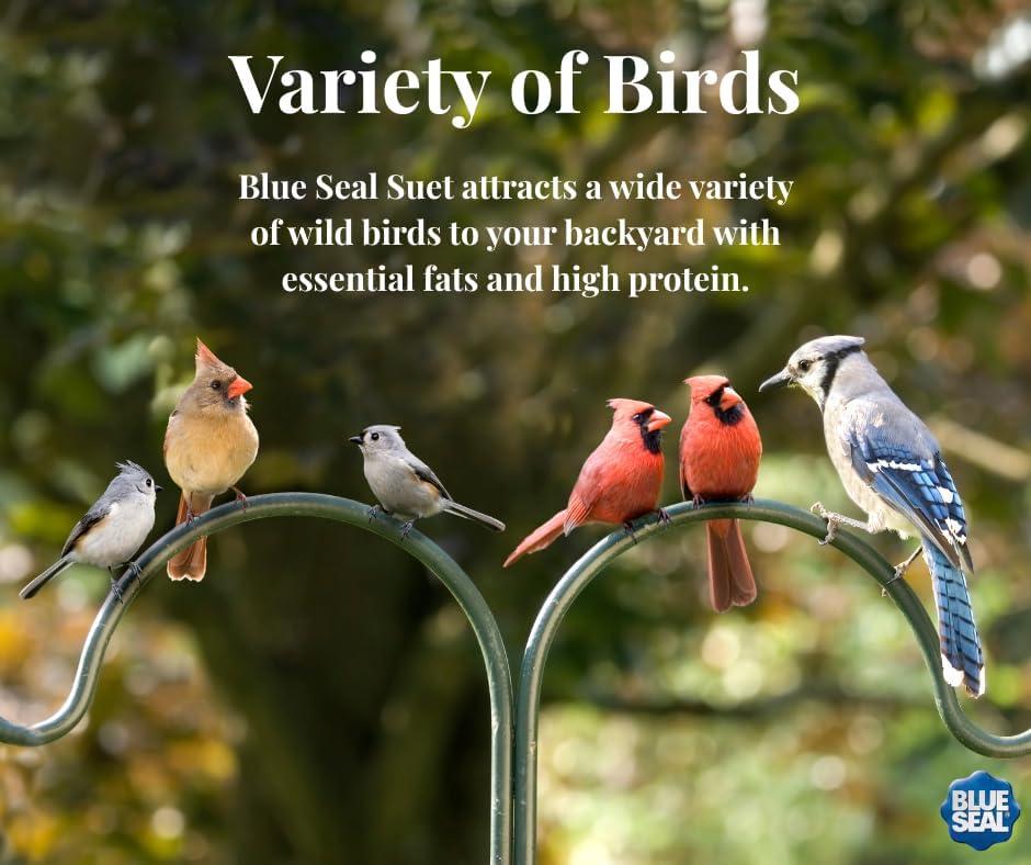 Blue Seal Nut Feast Suet Cakes for Wild Birds - No Mess Suet Feed with Nuts | 11oz Seed Cake Variety Pack for Woodpeckers, Cardinals & Sparrows