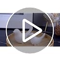 Notakia Small White Bird Statues - Modern Decorative Ornaments