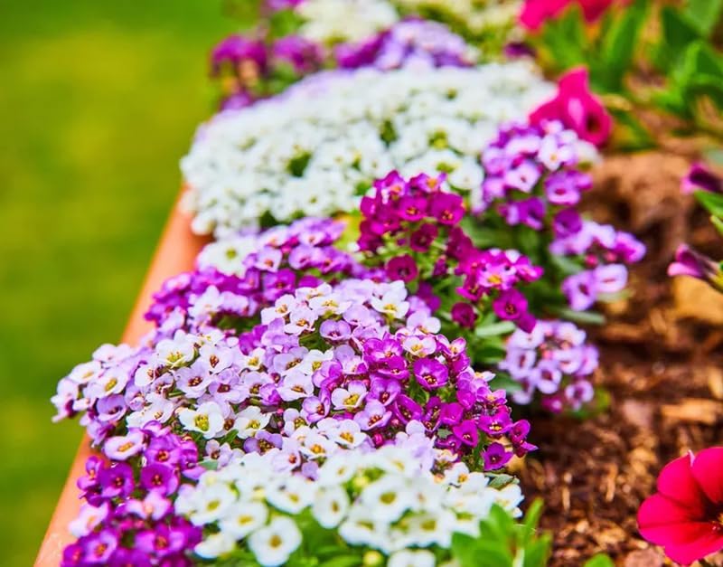 Skiennix Sweet Alyssum Seeds - 200+ Mix Groundcover Flowers for Vibrant Garden Planting