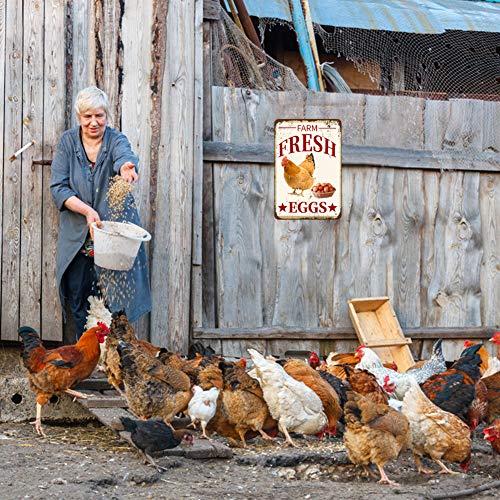 Farm Fresh Eggs Metal Sign - 8x12 Retro Wall Decor