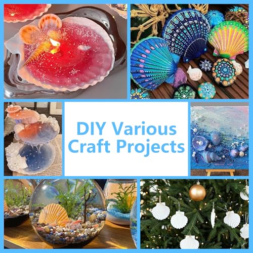 10 Large Scallop Shells (4-5 Inch) for Crafting & DIY Projects