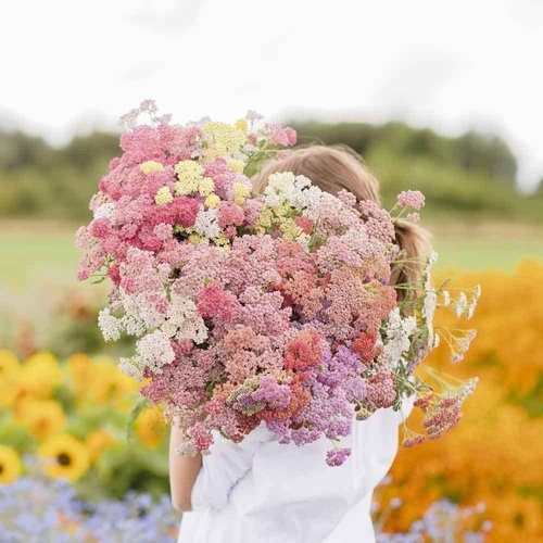 Eden Brothers Yarrow Seeds - Vibrant Colorado Mix for Lush Gardens | Non-GMO