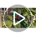 Lifelike Green Foam Feather Parrot - 25cm Shoulder Decor