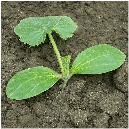 Straightneck Squash Seeds - 30 Heirloom Seeds for Summer Garden