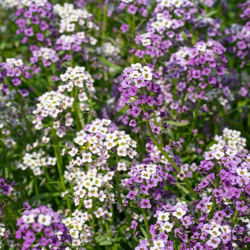 Skiennix Sweet Alyssum Seeds - 200+ Mix Groundcover Flowers for Vibrant Garden Planting