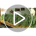 Artificial Cedar Garland - 6FT Holiday Christmas Wreath Decoration, 2PCS - Variation of Cedar Garland