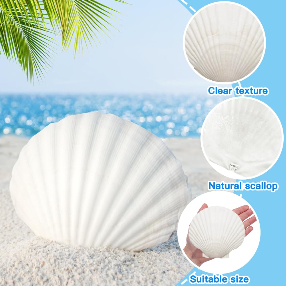 YUJUN 18PCS Large Natural Scallop Shells,2''-3'' 4''-5'' White Seashells Bulk for Crafts DIY Painting Baking and Ocean Summer Beach Wedding Home Decorations(2 Sizes Range)