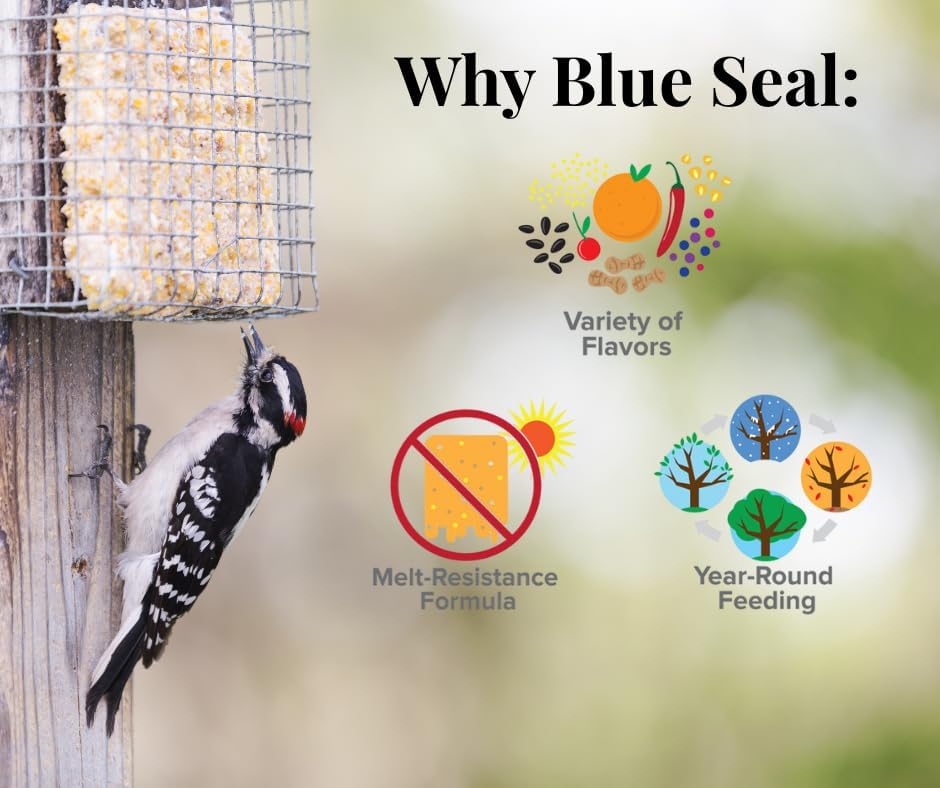 Blue Seal Nut Feast Suet Cakes for Wild Birds - No Mess Suet Feed with Nuts | 11oz Seed Cake Variety Pack for Woodpeckers, Cardinals & Sparrows
