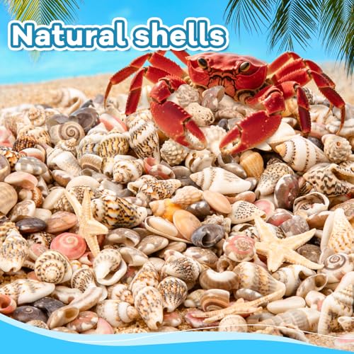 1200 PCS Natural Tiny Seashells & Starfish for Crafts & Decor