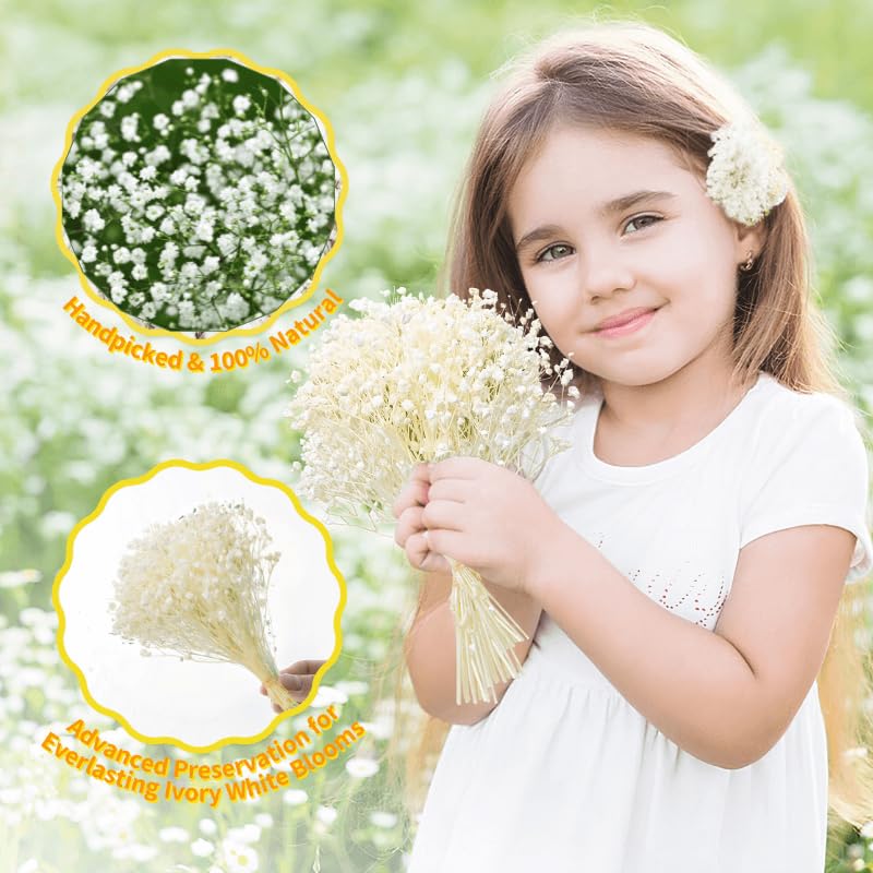 Ivory Dried Baby's Breath Flowers Bouquet Bulk 6000+ Stems for DIY Crafts & Decor