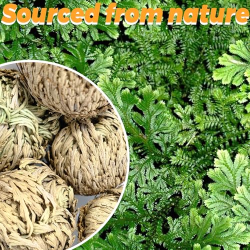 11-Pack Rose of Jericho Resurrection Plants - 1-2 Inch Dried Ferns for Home Decor