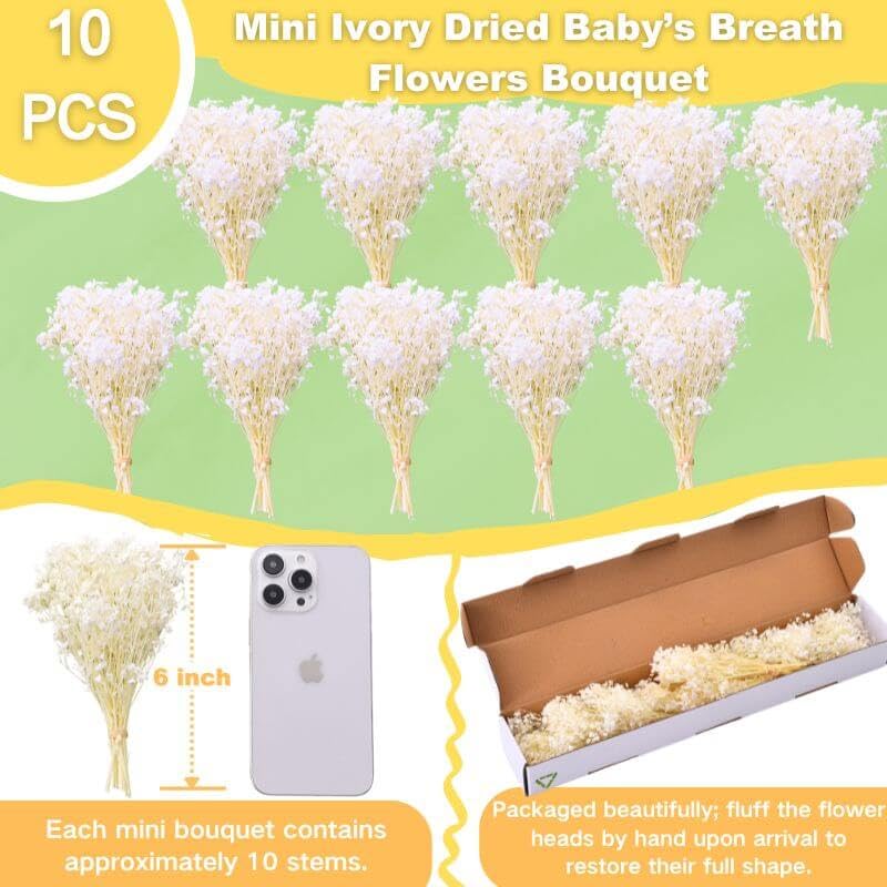 Ivory Dried Baby's Breath Flowers Bouquet Bulk 6000+ Stems for DIY Crafts & Decor