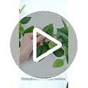 BLEUM CADE 2-Pack Artificial Pothos Ivy Vines, 15ft Fake Green Garland for Home & Garden
