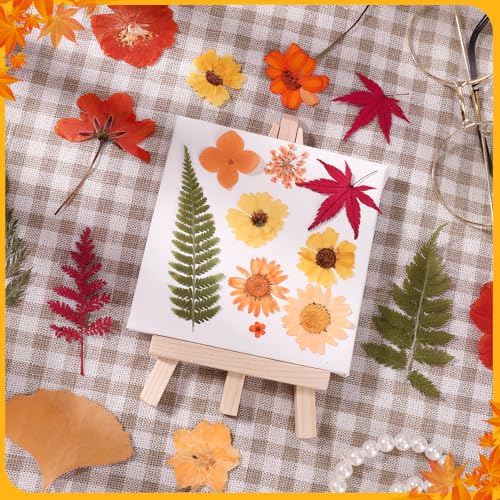 100 Pcs Real Natural Dried Pressed Flowers – Orange Botanical Decor