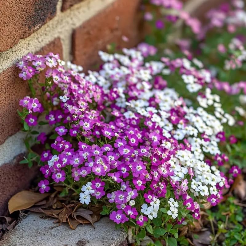 Skiennix Sweet Alyssum Seeds - 200+ Mix Groundcover Flowers for Vibrant Garden Planting