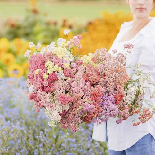 Eden Brothers Yarrow Seeds - Vibrant Colorado Mix for Lush Gardens | Non-GMO
