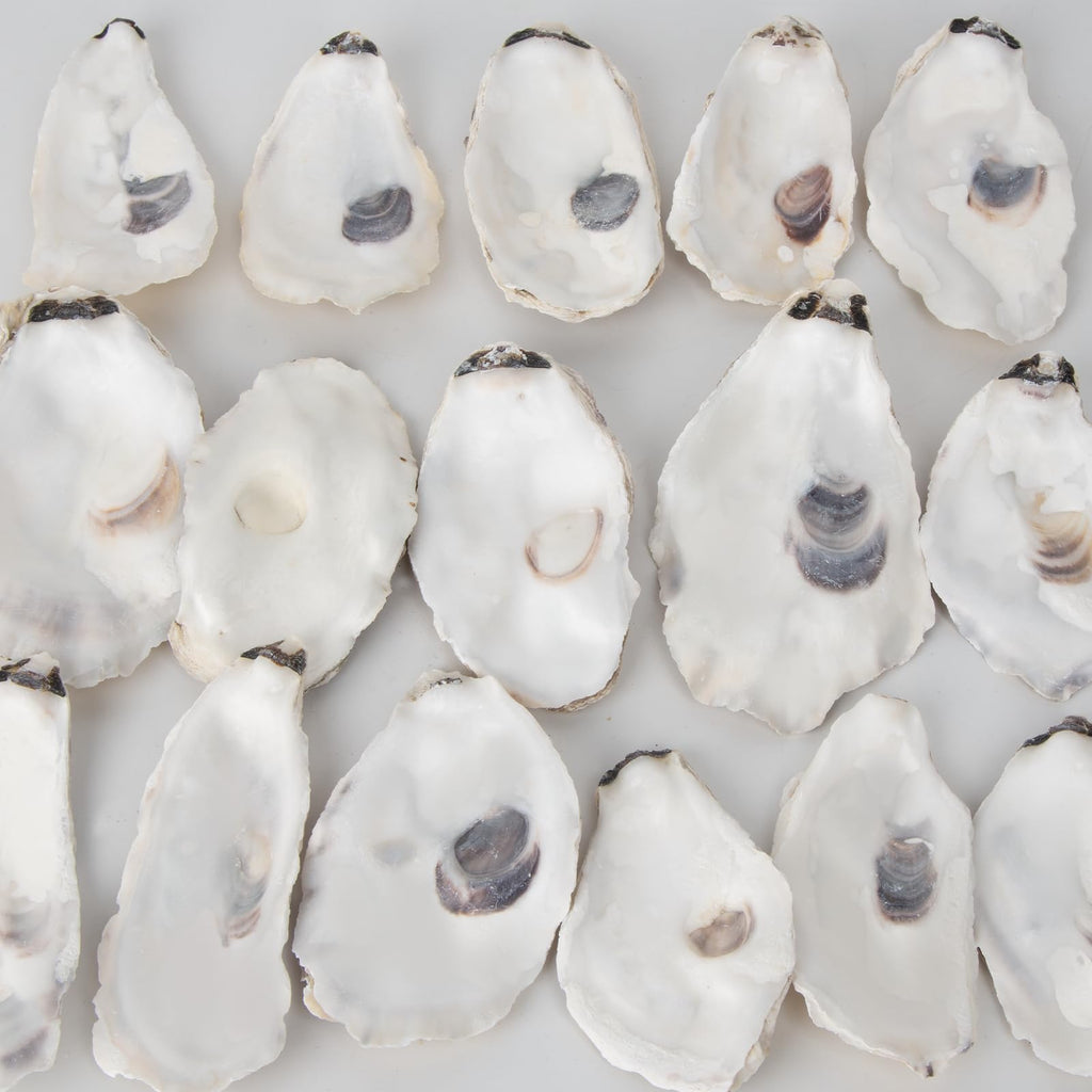 20 PCS Flat Oyster Shells for Crafts 3"-5" Natural Oyster Shells Bulk, for Home Vase Filler, Xmas Ornaments, DIY Arts and Crafts Sea Shells