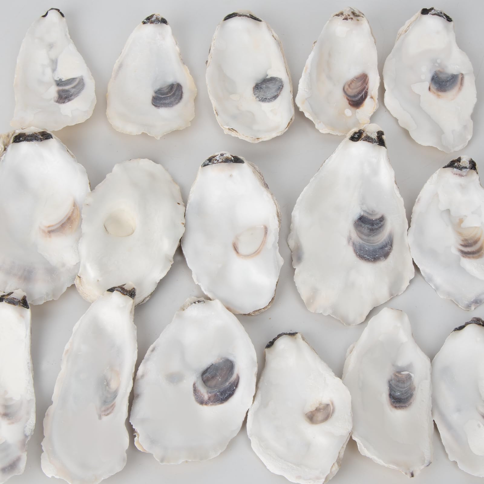 20 PCS Flat Oyster Shells for Crafts 3"-5" Natural Oyster Shells Bulk, for Home Vase Filler, Xmas Ornaments, DIY Arts and Crafts Sea Shells