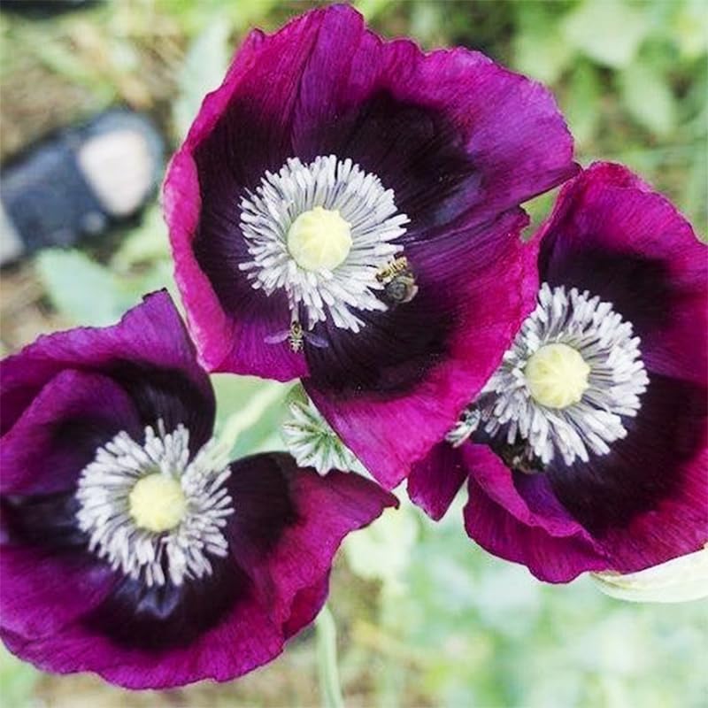Purple Poppy Flower Seeds by 4200+ | Heirloom Non-GMO Seeds for a Colorful Garden