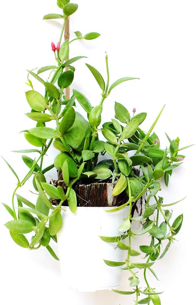Pllieay Bamboo Garden Stakes - 20PC Natural Plant Support for Indoor/Outdoor Potted Plants | 1.33'/16 Inch